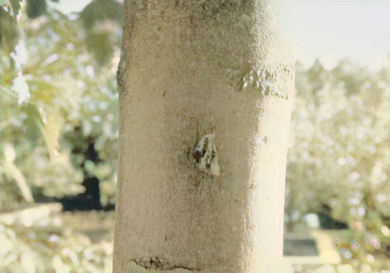 File:CR265-Image2.jpg