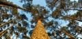 Thumbnail for version as of 01:21, 26 December 2020